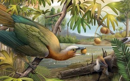 Các nhà khoa học phát hiện ra bí mật giúp loài chim thoát khỏi sự tuyệt chủng hàng loạt