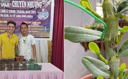 Chiêm ngưỡng cây lan Bảo Duy 5 cánh trắng giá 5,6 tỷ đồng của đại gia Thái Nguyên