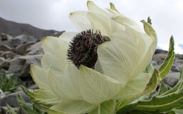 Bông hoa cổ tích giúp bổ thận tráng dương, 7 năm mới nở, được rao bán 100 triệu đồng/kg