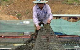 Thoát nghèo từ nuôi cá lồng trên lòng hồ thủy điện Sơn La