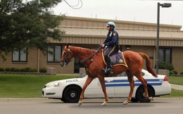 Tại sao ngựa vẫn là một trong những công cụ chống tội phạm hữu hiệu nhất của cảnh sát cho đến tận ngày nay?