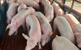 Hàng nghìn con lợn Thái Lan về Việt Nam, giá trong nước vẫn cao