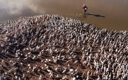 "Hay là mình về quê chăn vịt" - bộ ảnh chụp từ trên không đàn vịt vài nghìn con của chàng nhiếp ảnh trẻ gây ấn tượng mạnh