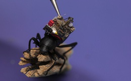Chế tạo thành công camera 'siêu tý hon', nhỏ đến mức có thể lắp vừa trên lưng một con bọ cánh cứng