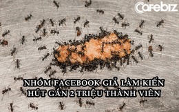 Chán làm người, gần 2 triệu cư dân mạng giả làm kiến trong nhóm Facebook có một không hai!