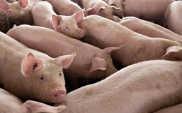 Bộ Nông nghiệp chỉ tên nhiều doanh nghiệp không phối hợp giảm giá thịt lợn