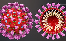 Tiến sĩ tại BV Nhi số 1 tại Mỹ phát hiện: Virus SARS-CoV-2 thay đổi hình dạng để "qua mặt" hệ miễn dịch!
