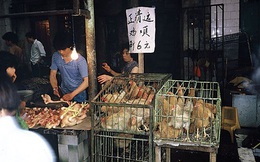 Trung Quốc từng bước xóa bỏ giao dịch, giết mổ gia cầm sống tại các chợ