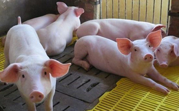 Dabaco, Mitraco, Hòa Phát, C.P Vietnam … cùng lãi lớn từ nuôi lợn