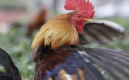 74.000 người Pháp ký đơn đòi công lý cho một con gà trống