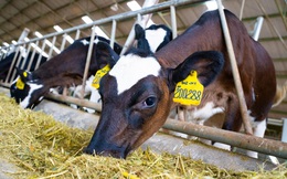 Sau 2 năm đổ nghìn tỷ vào trang trại bò sữa, NutiFood thu được gì?