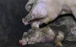 Cảnh tượng sốc hé lộ sự thật đáng sợ trong trang trại lợn "tiêu chuẩn cao" ở Anh: Sống trong bẩn thỉu, thậm chí phải ăn thịt lẫn nhau để sinh tồn