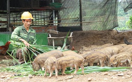 Kon Tum: Nuôi thứ heo sọc dưa, bán một con heo giống bé thôi mà giá tới 2,2 triệu đồng