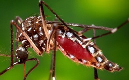 Campuchia: Hơn 1.000 người mắc "dịch bệnh bí ẩn" Chikungunya
