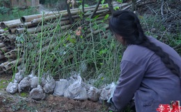 "Tiên nữ đồng quê" Lý Tử Thất mê hoặc hội chị em bằng vườn hồng như chốn cổ tích kèm công thức chế biến tỷ thứ từ loại hoa này