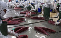 Xuất khẩu cá ngừ có tín hiệu khả quan