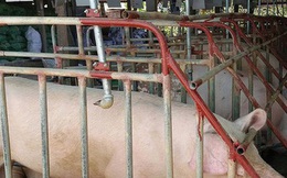 Giá lợn hơi xuống quanh mức 80.000 đồng/kg, nhiều địa phương tái đàn 100%