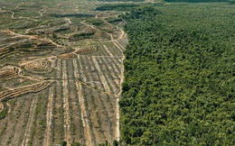 [Video] Kỷ nhân sinh Anthropocene và những vết sẹo con người rạch vào Đất Mẹ