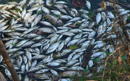Cá chết trắng sông Châu Giang