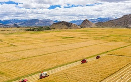 Những hình ảnh tuyệt đẹp của "vựa lúa Tây Tạng" trong mùa thu hoạch