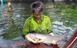 Chàng trai bỏ công việc lương cao về quê nuôi cá "khổng lồ": Không phải ai chán thành phố cũng về quê "nuôi cá và trồng thêm rau" được đâu!