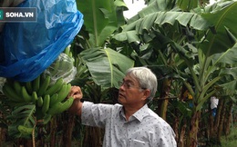 Nông dân triệu đô Huy "chuối": Từ kiệt sức vì trồng mía sai cách đến vùng canh tác 1.000ha đất trên 6 tỉnh