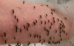 Kỷ lục: Nhà nghiên cứu cho 5.000 con muỗi đốt trong một ngày vì khoa học