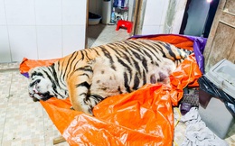 Vụ phát hiện con hổ nặng 2,5 tạ nằm trong nhà: Chủ nhân đã đến cơ quan công an đầu thú