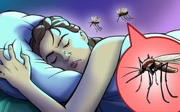 Hóa ra đây là lý do tại sao muỗi luôn vo ve ở bên tai chúng ta và cách cực đơn giản để giải quyết sự khó chịu này