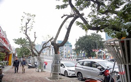 Sưa đỏ héo khô ở Hà Nội: Không đến giá tiền tỷ, cây chết sẽ bán thanh lý
