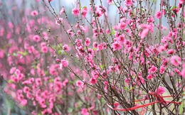 Xông đất đầu năm cần lưu ý gì?