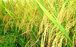 Việt Nam nhập khẩu gạo từ Ấn Độ lần đầu tiên trong nhiều thập kỷ