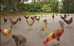 'Thiên đường du lịch' Hawaii biến thành nhà của gà hoang