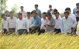 Nghiên cứu quy trình để giống gạo ST thành thương hiệu gạo thơm Việt Nam
