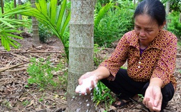 Nam Định: Trồng loại cây mỗi năm "ăn" vài nắm muối, trả vài phân vàng