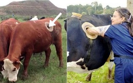 Vì sao trong các trang trại, các con bò đều bị đục lỗ và vẫn sống khỏe?