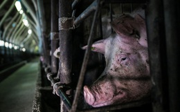 'Lợn quay đầu': Quy định mới khiến người nghèo Mỹ khóc ròng trong bối cảnh giá thịt heo cao nhất 40 năm qua