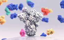 Phát hiện siêu kháng thể vô hiệu hoá tất cả biến thể SARS-CoV-2