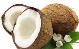 Dừa sáp Trà Vinh được bán với giá 600.000 đồng/trái tại Australia