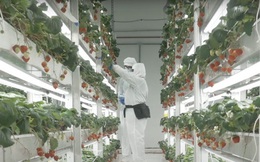 Cách tạo ra những quả dâu tây 'xa xỉ' trong các trang trại thẳng đứng được điều khiển bằng AI ở Mỹ