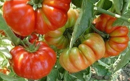 "Cà chua thế hệ 7x - 8x", nhìn đã xấu lại còn đắt gấp 3 cà chua thường nhưng vẫn hút khách mùa dịch
