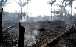 Xót xa cảnh ‘lá phổi xanh’ của trái đất bị tàn phá ở mức kinh khủng nhất trong 15 năm