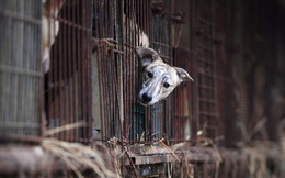 Hàn Quốc gây tranh cãi khi đưa tuyên bố lấp lửng về việc "cấm thịt chó"