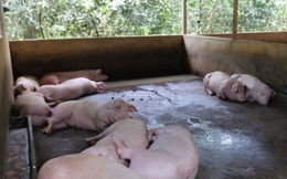 Giá lợn hơi "nhảy nhót", người chăn nuôi trăn trở việc tái đàn