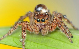 Đây là loài nhện có IQ cao nhất trong tự nhiên, chúng biết đếm, đánh giá đối thủ và săn mồi có chiến thuật