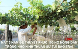 Chuyên gia kể lại hành trình 5 năm lột xác trái nho Ninh Thuận: Từ to đẹp “ngậm” đầy thuốc sâu đến không đẹp bằng nhưng “bao sạch”