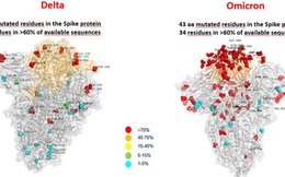 Hé lộ hình ảnh đầu tiên chỉ ra sự khác biệt giữa hai biến thể Omicron và Delta