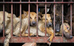 Hội An cam kết không ăn thịt chó, hội yêu chó hưởng ứng, nhiều người gay gắt phản đối