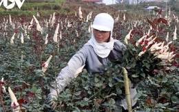 Mỗi hecta cho doanh thu tiền tỷ, người trồng hoa San Thàng vui đón Tết