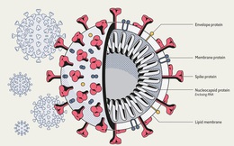 Biến thể virus SARS-CoV-2 tại Anh có thể làm tăng gấp rưỡi nguy cơ tử vong do COVID-19